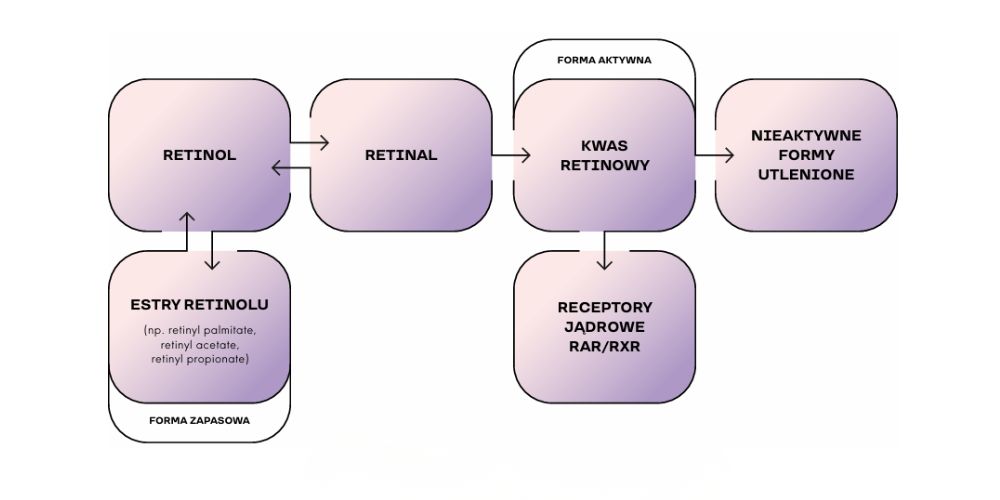 przekształcenia retinolu w kwas retinowy